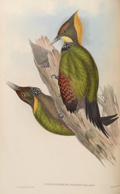 Chrysophlegma flavinucha by John Gould